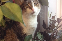 Cat sitting near plants at Willow Creek Kennels