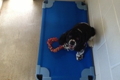 Dog lying on a cot at Willow Creek Kennels