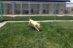 Dog playing with a toy outside at Willow Creek Kennels