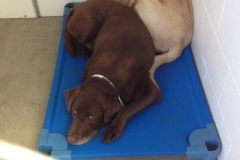Dogs boarding at Willow Creek Kennels