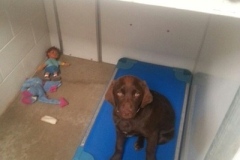 Brown dog boarding at Willow Creek Kennels