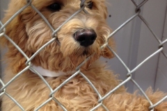 Dog in kennel at Willow Creek Kennels