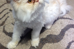 White cat at Willow Creek Kennels