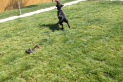 Dog playing outside with a ball at Willow Creek Kennels