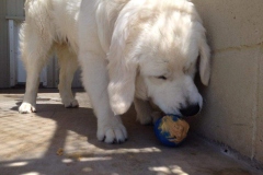 Dog sniffing a toy at Willow Creek Kennels