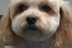 maggie-min