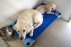Two white dogs boarding at Willow Creek Kennels