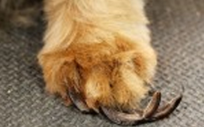 Good Grooming Makes All The Difference – Willow Creek Kennels