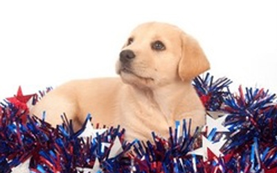 4th Of July Holiday – Willow Creek Kennels