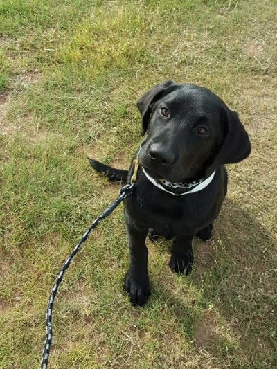 Black dog training at Willow Creek Kennels