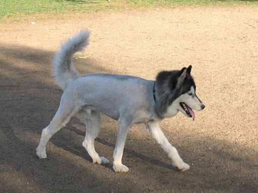 Summer time haircuts? – Willow Creek Kennels